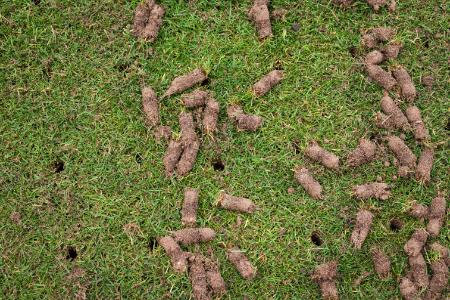 Core Aeration